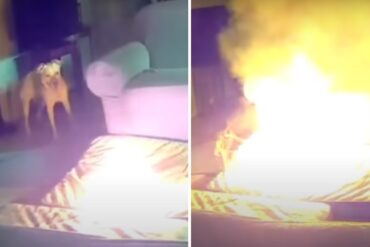 Se viraliza video de un perro que causó un fuerte incendio dentro de una casa al morder una batería de litio