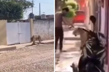 Un tigre de Bengala se escapó de una casa y paseaba libremente por una zona residencial (+Video)