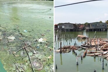 Reapareció el verdín en el lago de Maracaibo: ambientalistas exigen que se decrete estado de emergencia en la región (+Videos)