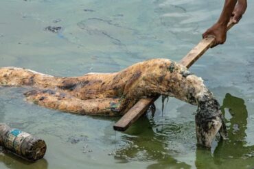 Un manatí y un delfín son encontrados muertos en el lago de Maracaibo este #15Sep