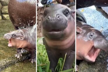 Moo Deng, el adorable hipopótamo pigmeo que se ha vuelto viral en redes sociales por su graciosa personalidad (+Videos)