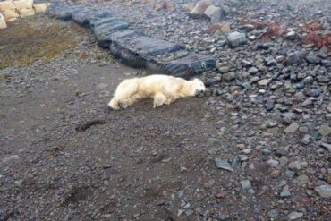 Oso Polar llegó a Islandia por primera vez en ocho años y fue ultimado por las autoridades (+Video)