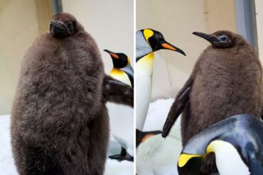 Conoce a Pesto, la cría de pingüino que ha robado el corazón de millones de personas en Internet (+Fotos +Videos)