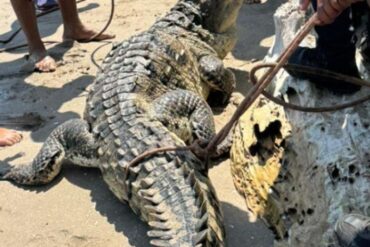 Caimán de casi tres metros fue encontrado en una playa de Higuerote (+Video)