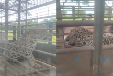 Capturaron a un jaguar en un campo petrolero en Zulia e instan al Ministerio para el Ecosocialismo investigar otros avistamientos (+Video)