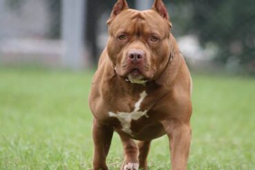 Hombre mató con un cuchillo a pitbull que estaba destrozando a su perro salchicha