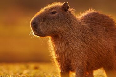 Autoridades de Falcón tras la pista de sujetos que se robaron a los dos chigüires del zoológico de Paraguaná