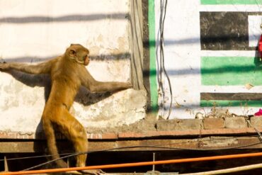 Manada de monos salvó a una niña de 6 años de las garras de un pedófilo en India