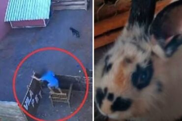 El caso que aterró a Brasil: niño de 9 años ingresó a centro veterinario y mató a 23 animales (+Video)